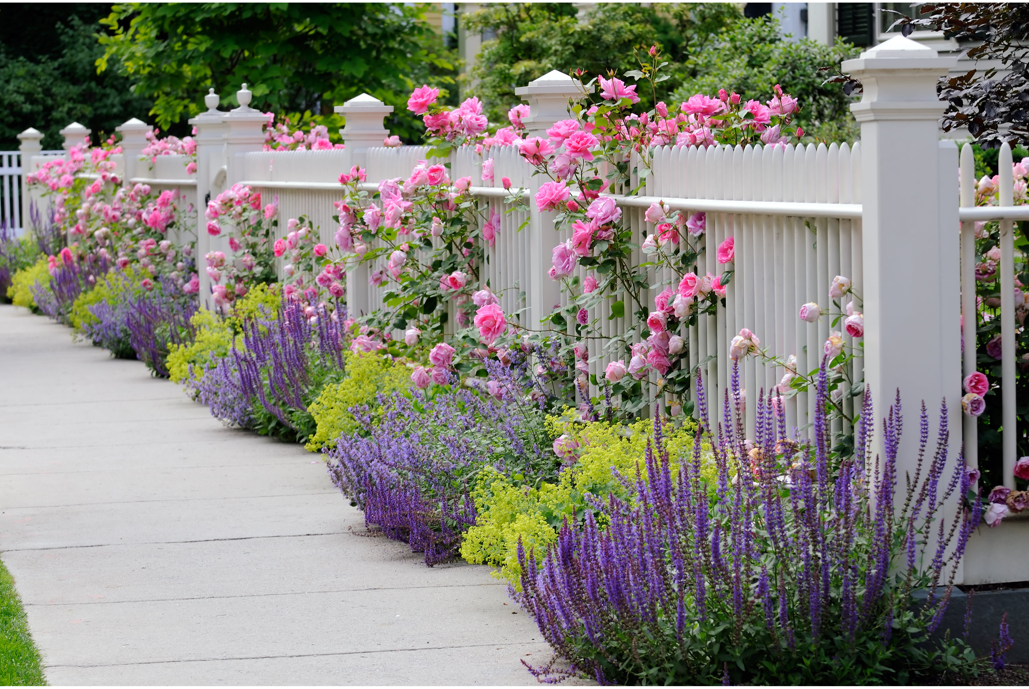 Flower Fence
