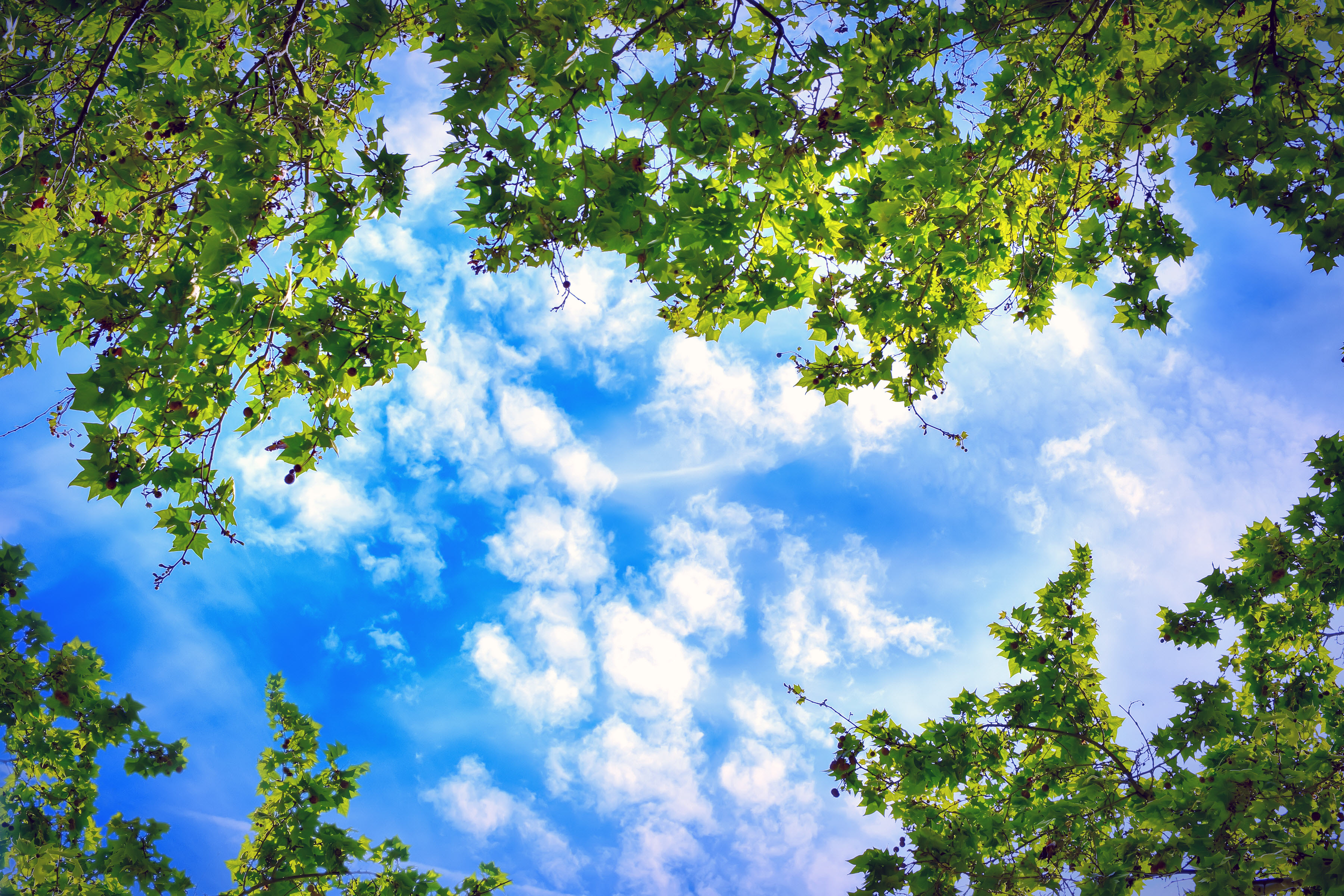 Cloud and Trees